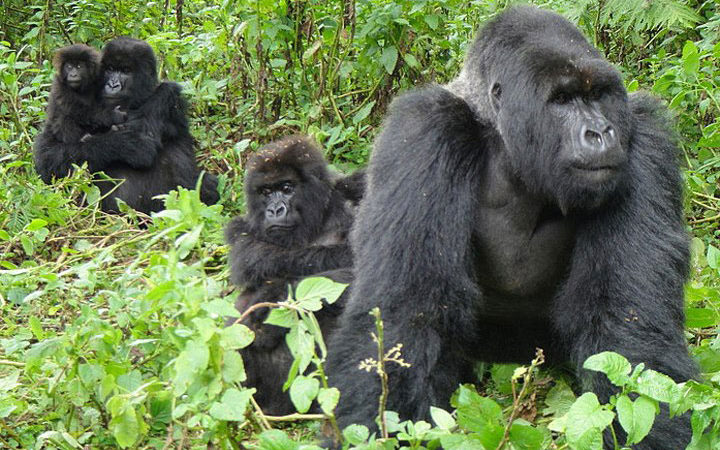 Read Here: Why Bwindi Impenetrable Forest be chosen as gorilla trekking?