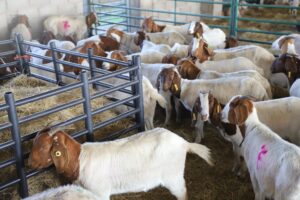 KZN Board of Trustees visit Copper Sunset, River Valley farm