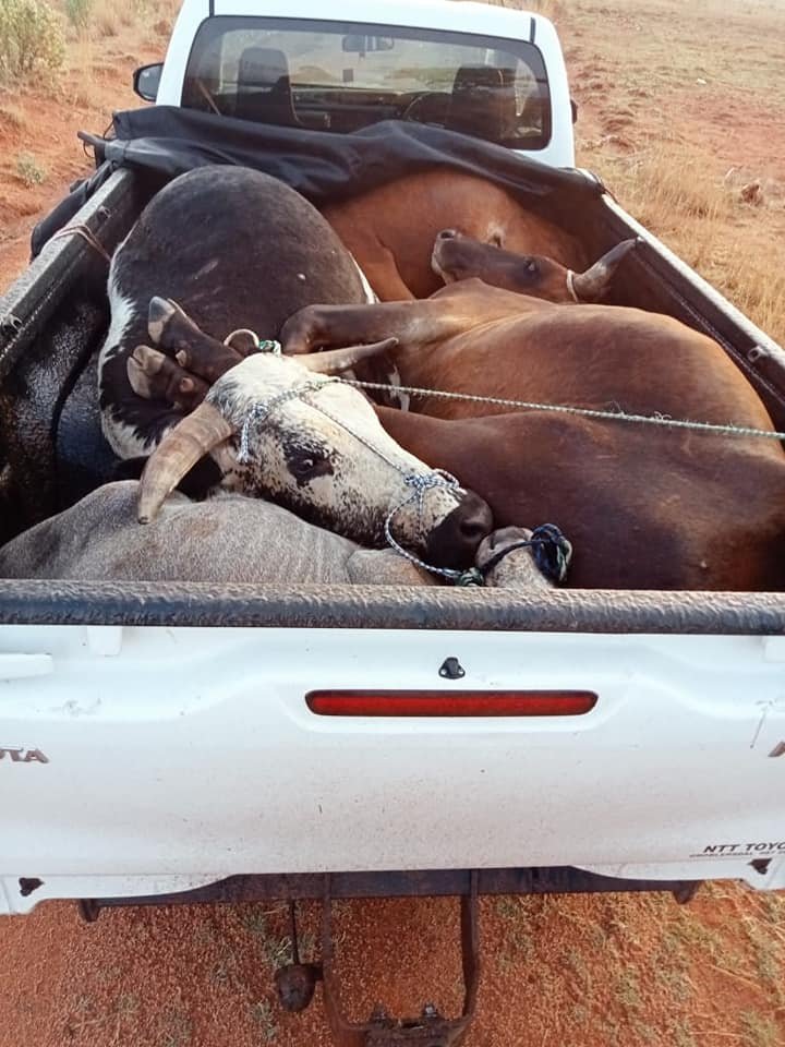 Limpopo highway patrol team arrest 40-year-old suspect for possession of stolen cattle