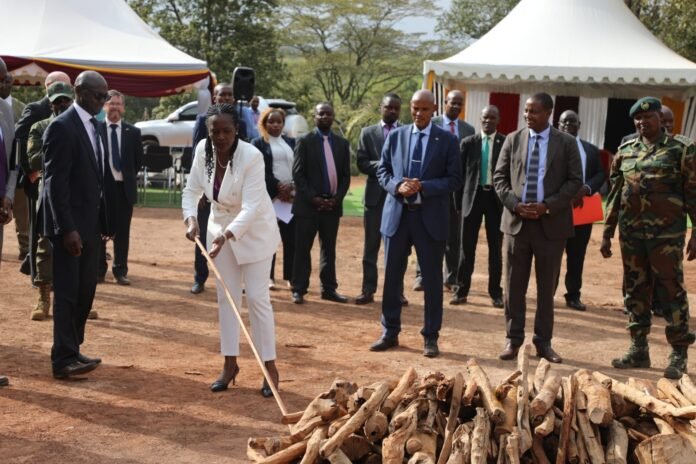 Kenya Ministry of Environment, Soipan Tuya, heads Sandalwood Burning Exercise