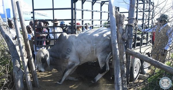 Botswana: Three women farmer receives pedigree stud bull