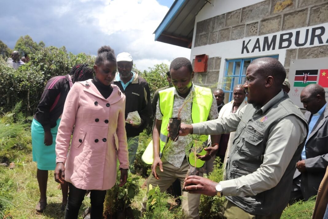 Kenya: KFS and Energy Ministry participates in tree planting