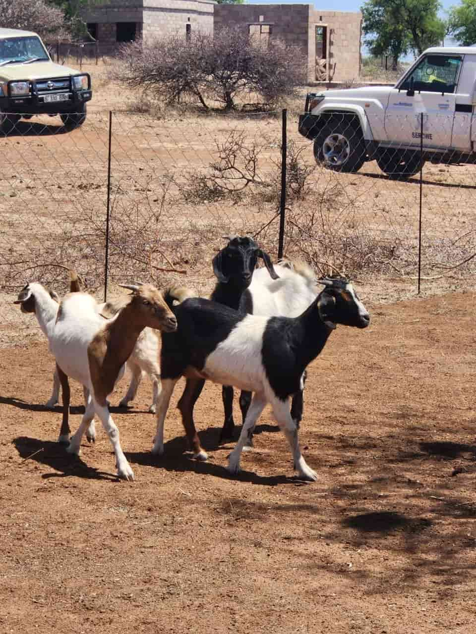 3 suspects face Stock theft charges in Serowe Court