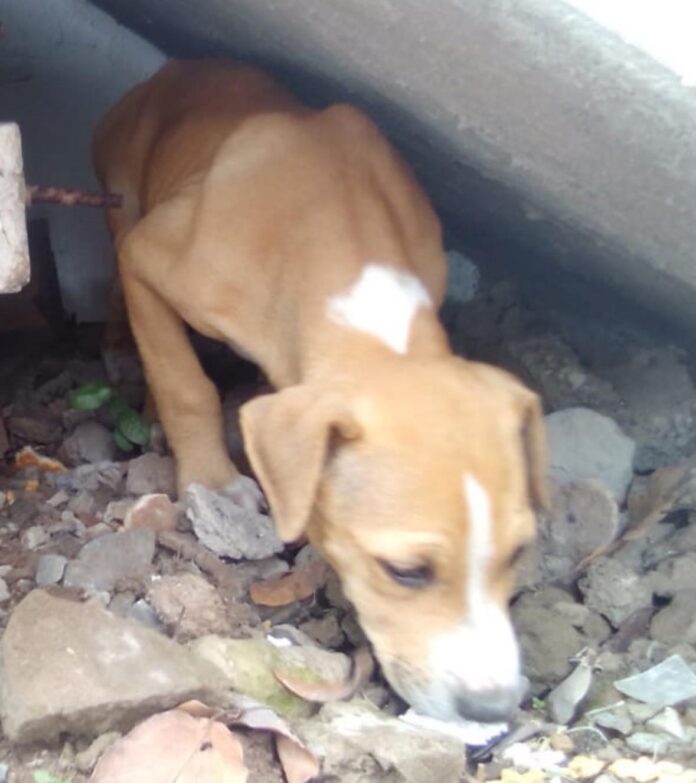 A female dog found in Verulam, RUSA seeks public assistance