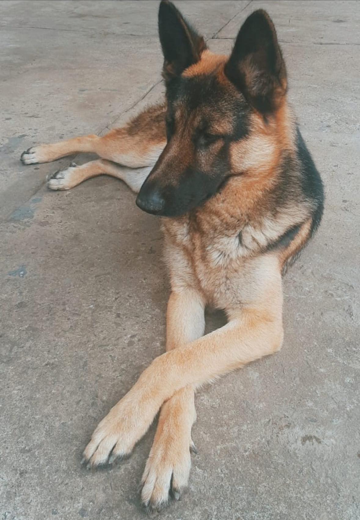 3-year-old German Shephard missing, RUSA seeks public assistance