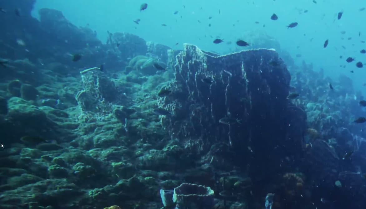 Dominica to establish world's first Marine protected area for Sperm Whales, Image: facebook