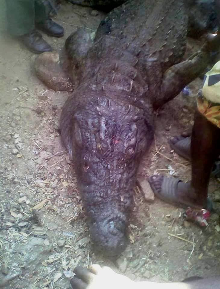 Zambia: Crocodile attack in Manyinga River claims woman's life, Image: facebook