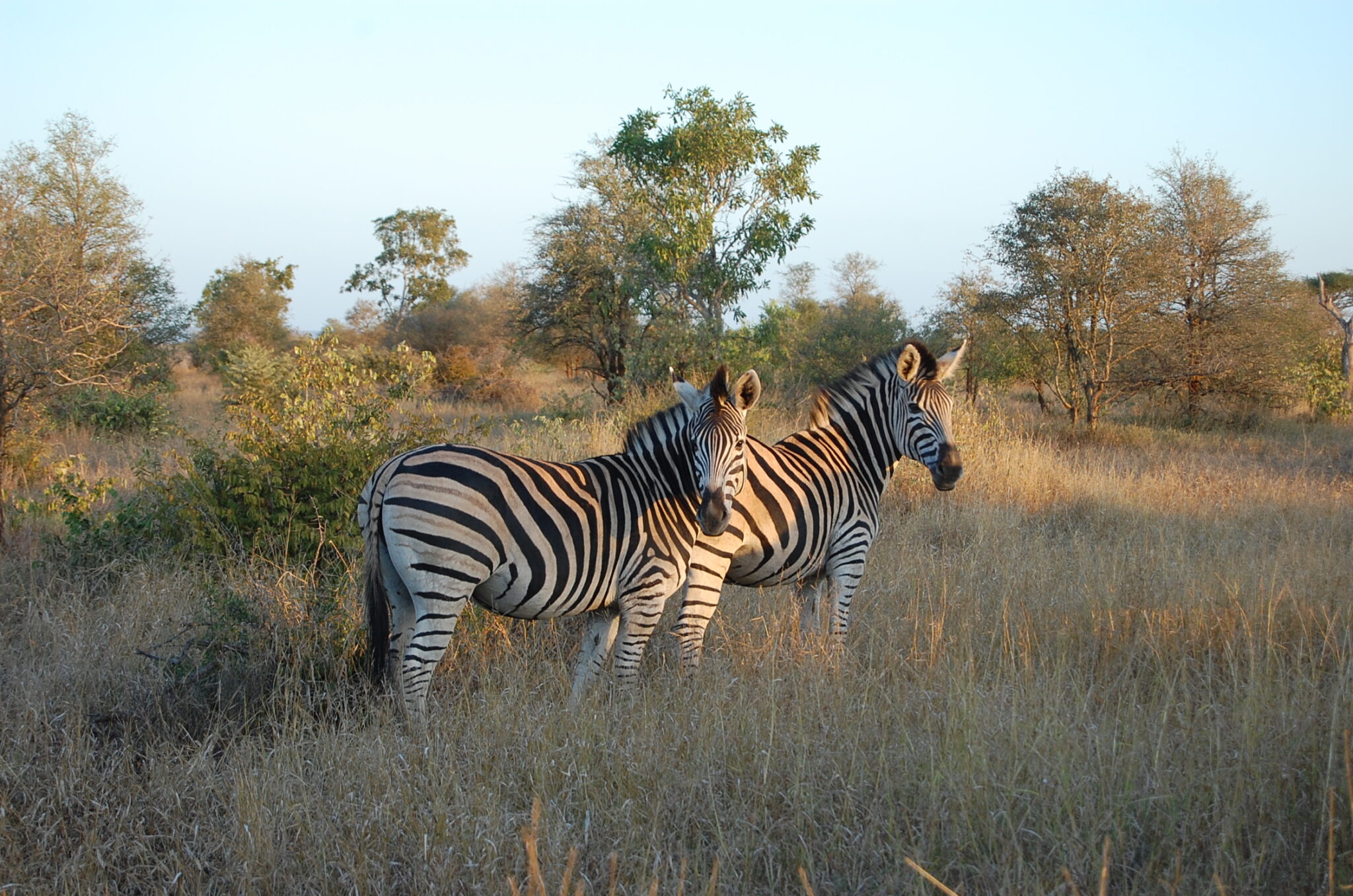 Zebra from Kruger National Park South Africa