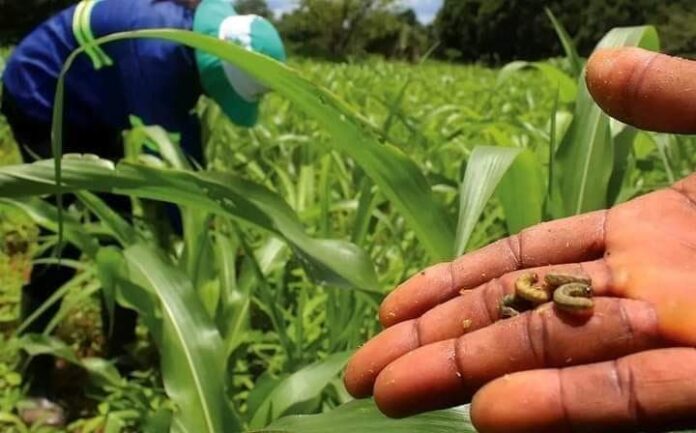 Monze district starts training for Army Worm Infestation, Image: Facebook