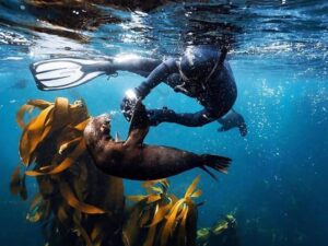 Seal Snorkeling in Cape Town