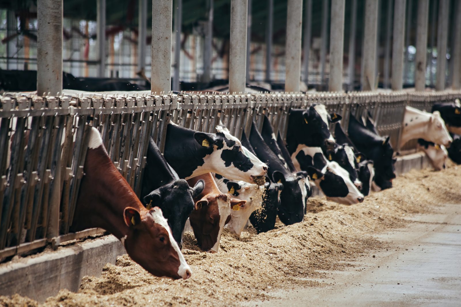 Representative image of Cattle Stock Farming