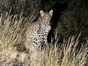 Photograph of the Leopard the couple encountered at the Game Reserve 