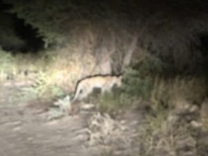 Photograph of the Leopard the couple encountered at the Game Reserve 