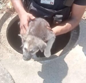 dog rescued by the Reaction Unit South Africa