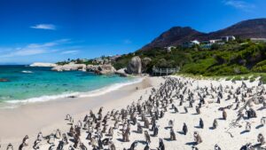 Penguins at Hout Bay Village, Cape Town