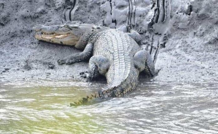 Crocodile attack kills youth in Lupososhi District, Image: Facebook