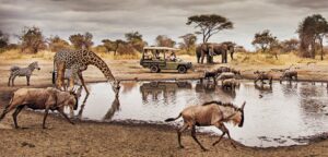 Photograph representing wildlife of East Africa