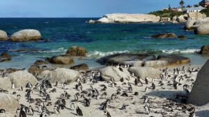 Photograph of colony of African Penguins shared by the BeachAtlas