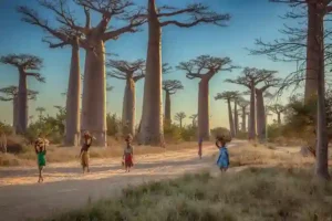 Baobab Trees in Madagascar