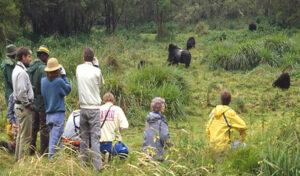 Gorilla Trekking in Uganda and Rwanda