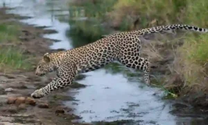 Photograph of a leopard in South African Jungle