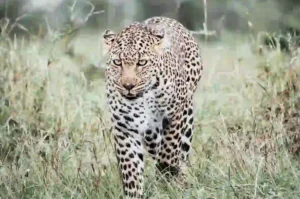 Photograph of a leopard in South African Jungle by Global Leopard Conference