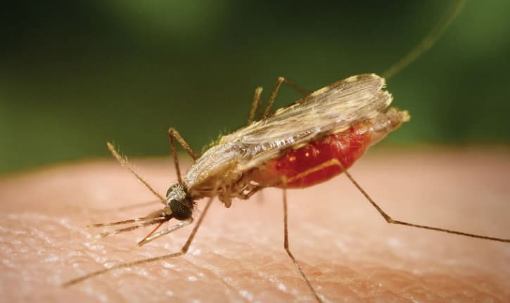 Malaria continues to be cause of concern for Mkushi District, Image: facebook