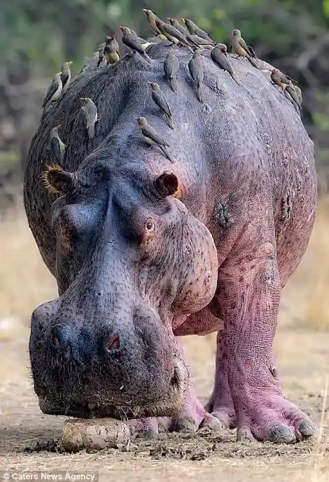 Hippo attack kills american tourist in Zambezi National Park, Image: facebook