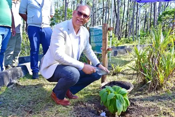 Cylindrocline lorencei replanted in Mauritius after 30 years, Image: Facebook