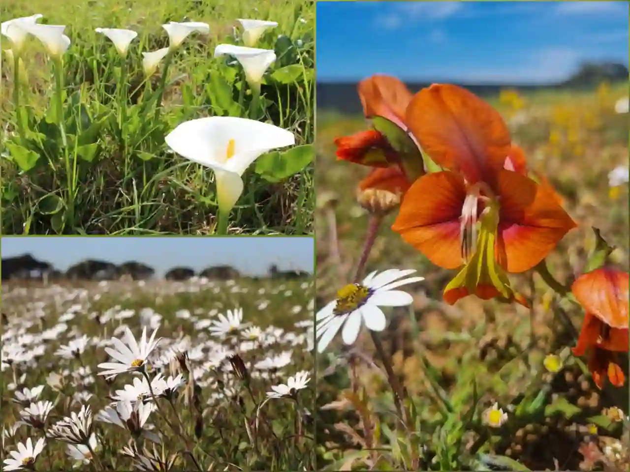 Photograph of flowers bloomed during spring and showcased in no-mow drive