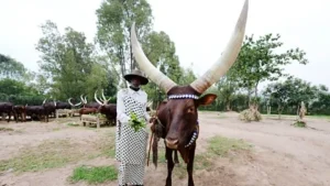 Representative image of traditional ritual, when cows used to be gifted as dowry 