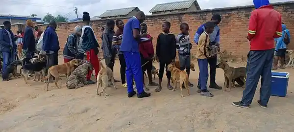 Mzuzu Agriculture Development Division to vaccinate 9000 pets, Image: facebook