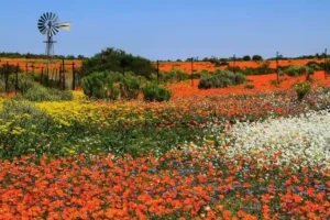 Photograph of Namaqualand, in South Africa, included by Rough Guides 