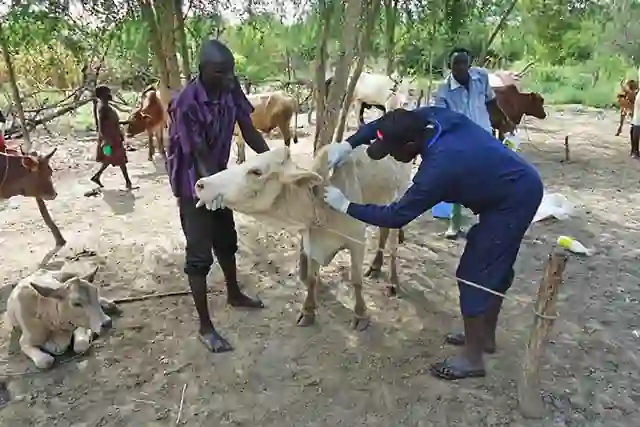 Siavonga District anthrax vaccination