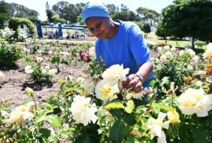 City of Cape Town officials during first rose show at Westridge Rose Garden 