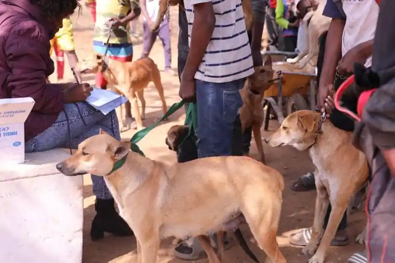 Mpulungu District conducts dog vaccination campaign, Image: facebook