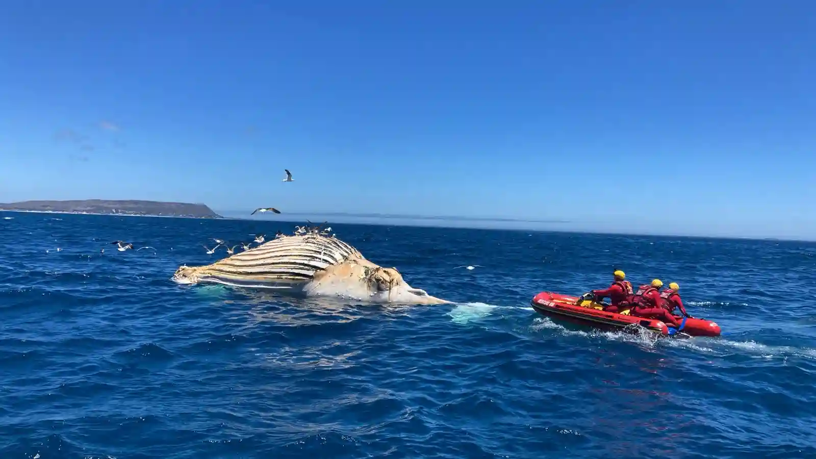 Coastal Management Department, removing the Whale Carcass