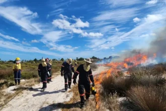 Photograph from Ecological Burns in Nature Reserves of Cape Town by Biodiversity Management Branch