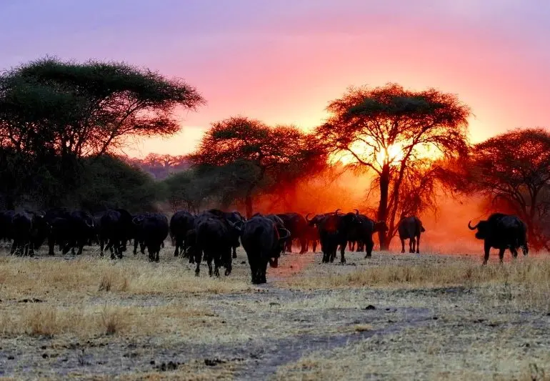 Photograph from travel show of Chizarira National Park in Zimbabwe