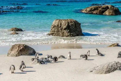 Cape Town shares picture from Boulders Beach on World Penguin Day
