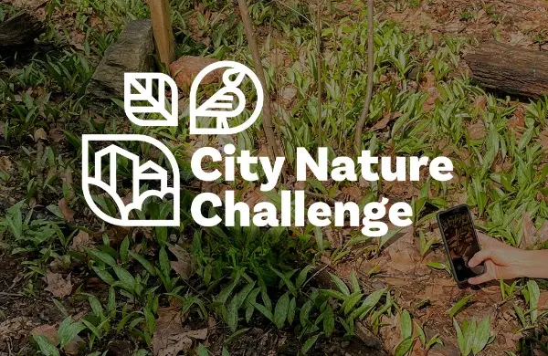 Poster for City Nature Challenge 2025 in Cape Town
