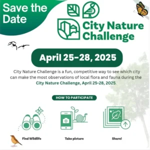 Poster for City Nature Challenge 2025 in Cape Town