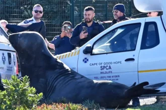 Capetonians helping Elephant Seal to go back to his original place