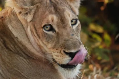 A pride of four terrorizes Chitanda Chiefdom, Image: facebook
