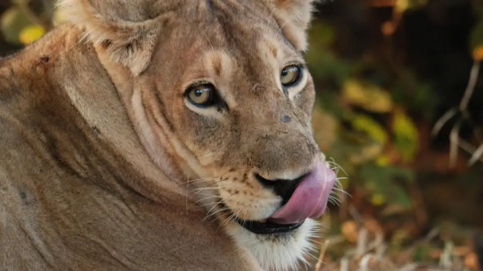 A pride of four terrorizes Chitanda Chiefdom, Image: facebook