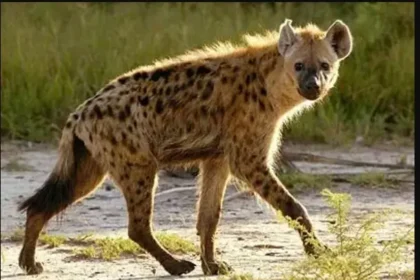 Hyena attack leaves Lumezi District man critical, Image: facebook