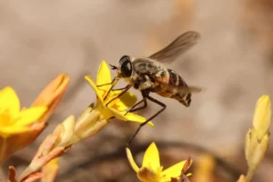 Photograph of bee representing Cape Town biodiversity