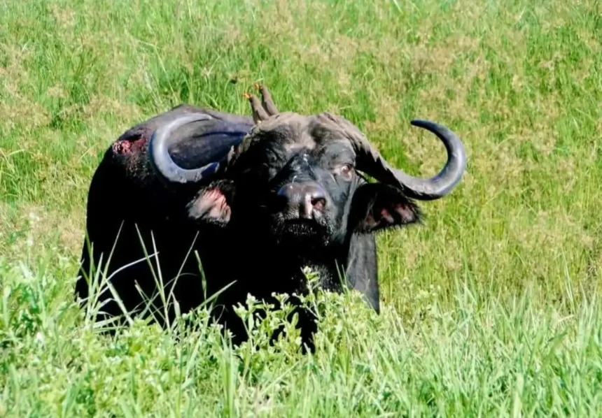 Lukusuzi National Park