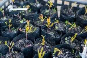 Saplings planted on World Environment Day in Cape Town
