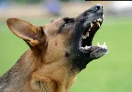 Luanshya district man to undergo amputation following dog attack, Image: Facebook